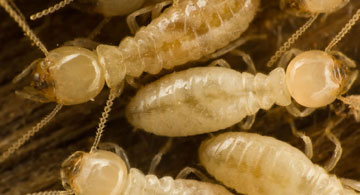 Termites