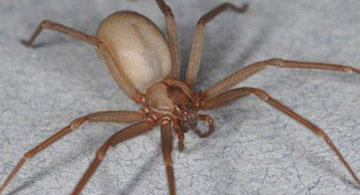 Spiders